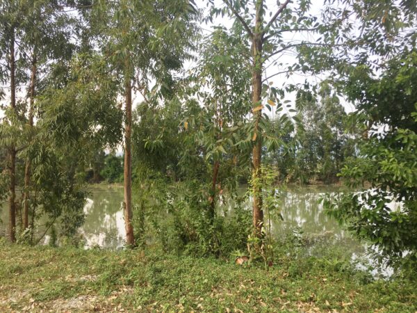 Chính chủ cần bán đất vườn cây 50 năm ngay khu Xuân Sơn, Kim Sơn - Hình ảnh 7